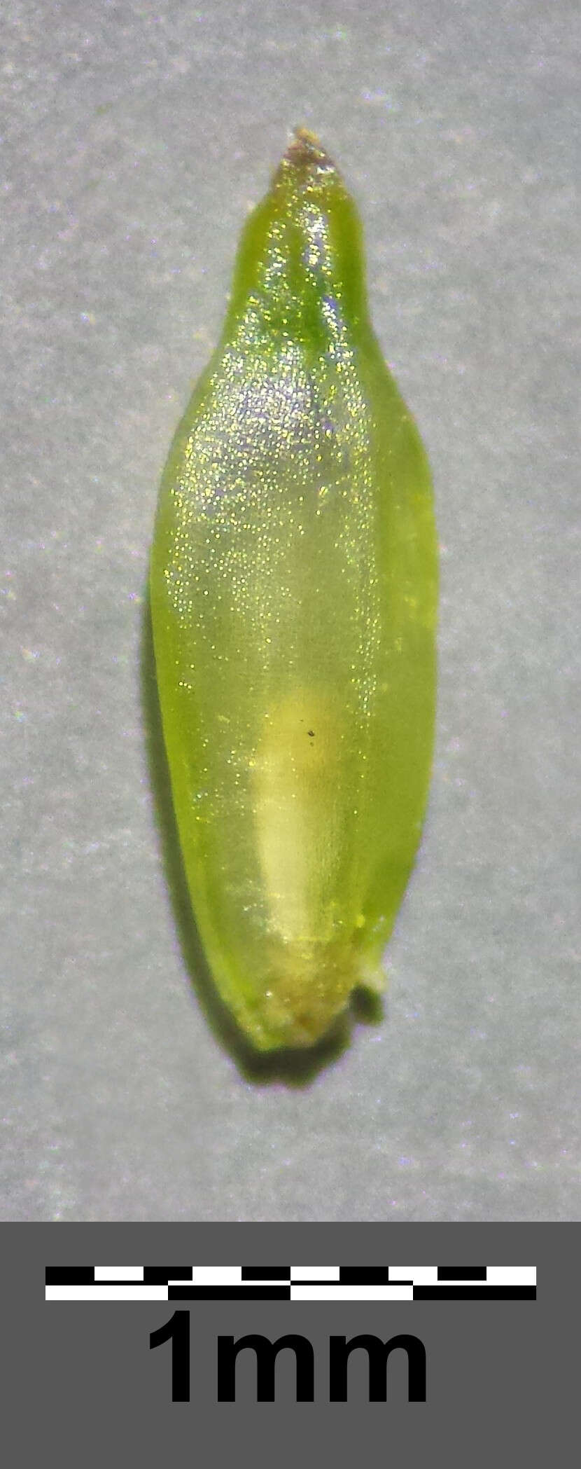 Image of common cottongrass