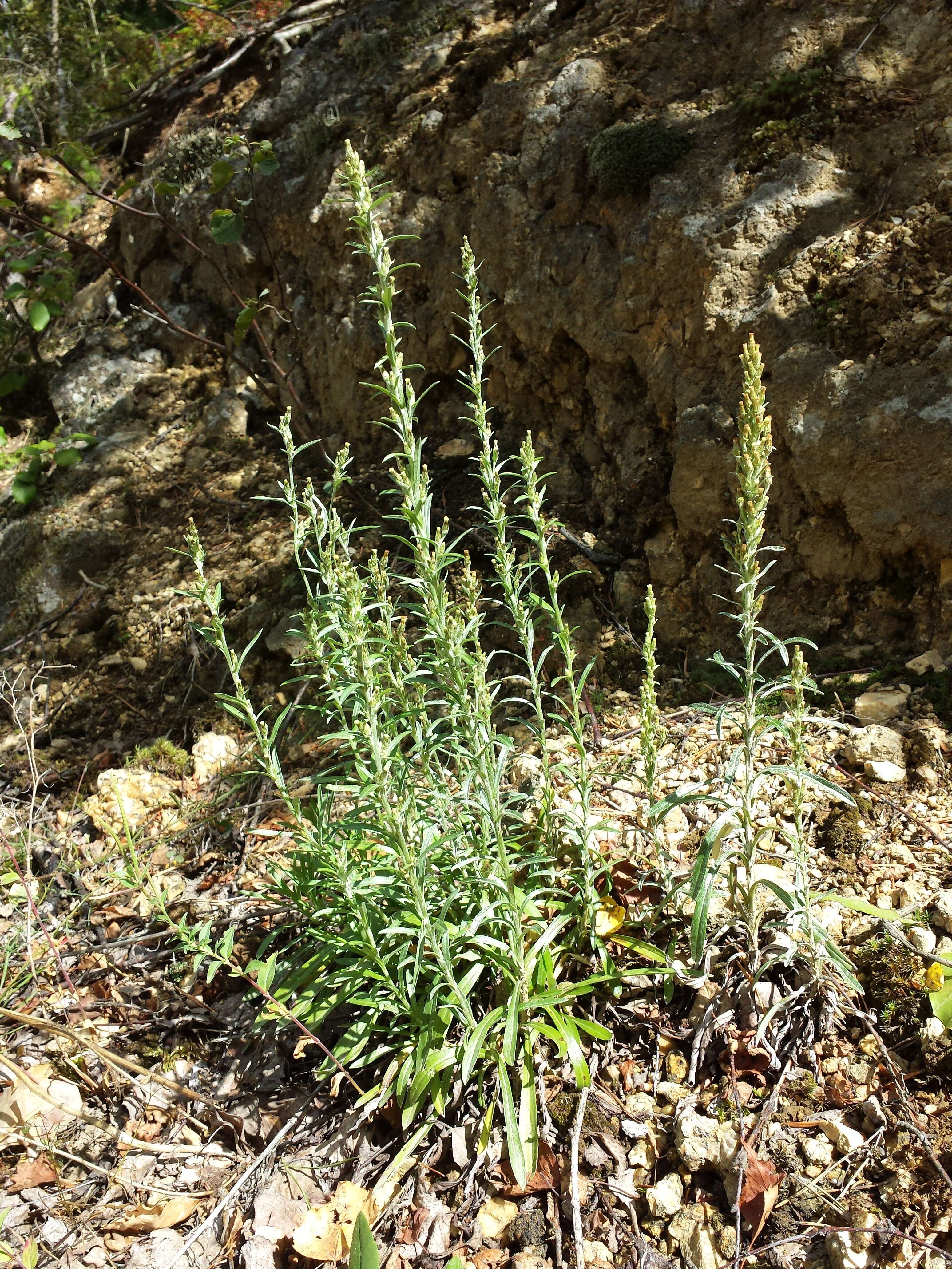 Image of heath cudweed