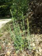 Image of heath cudweed