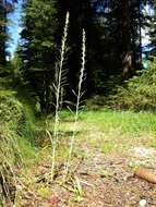 Image of heath cudweed