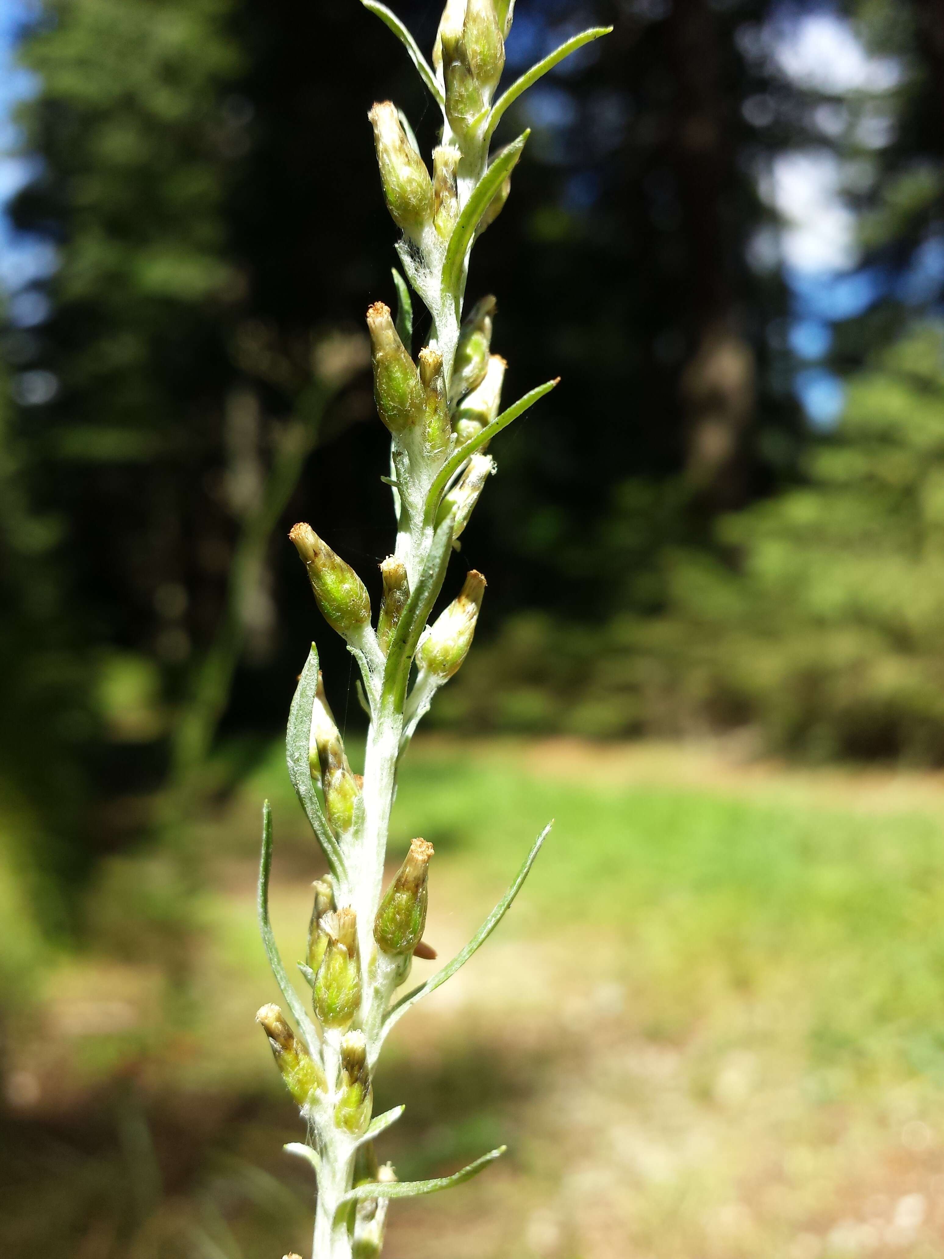 Image of heath cudweed