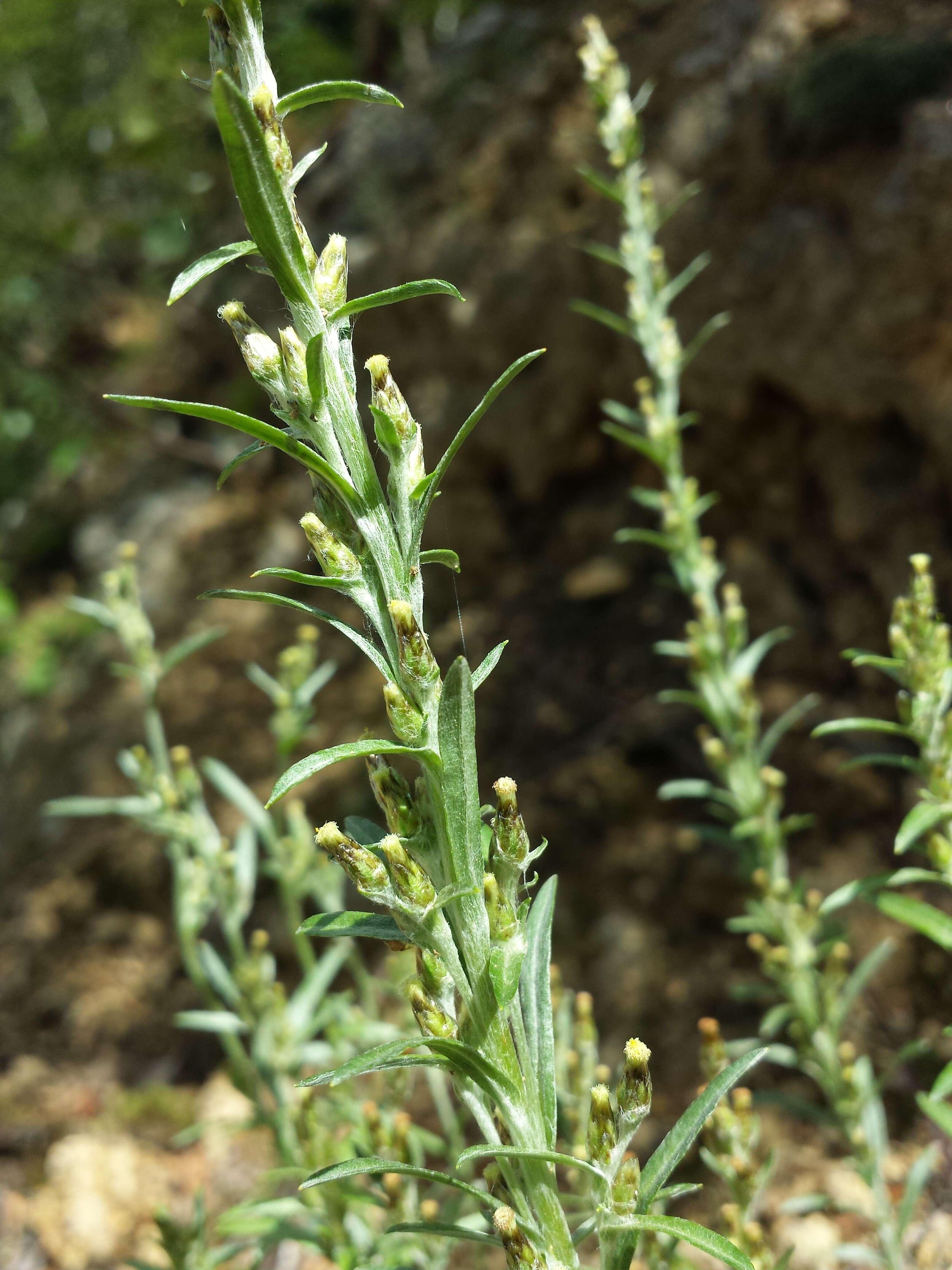 Image of heath cudweed