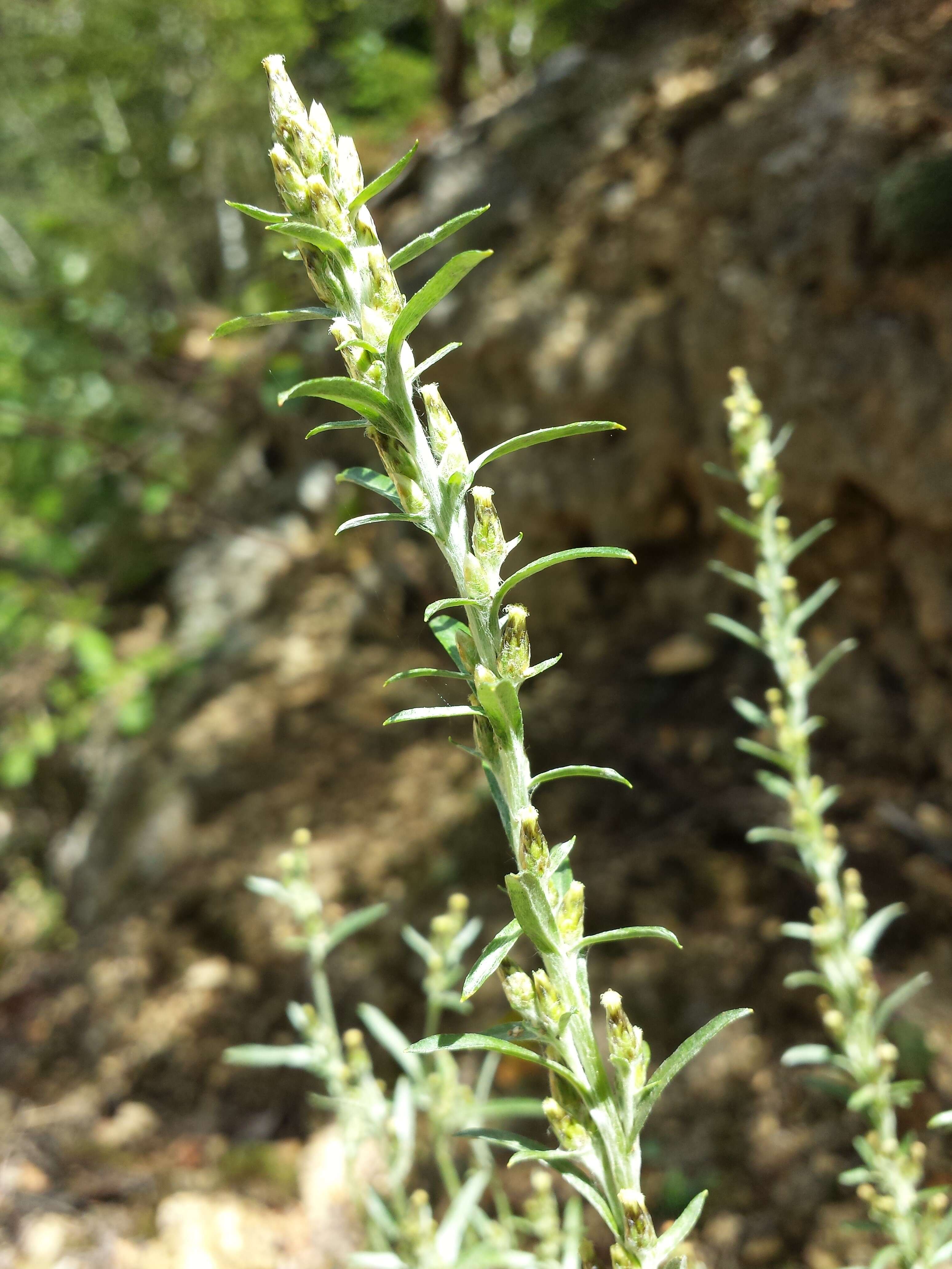 Image of heath cudweed