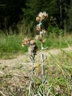 Image of heath cudweed