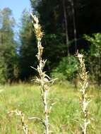 Image of heath cudweed