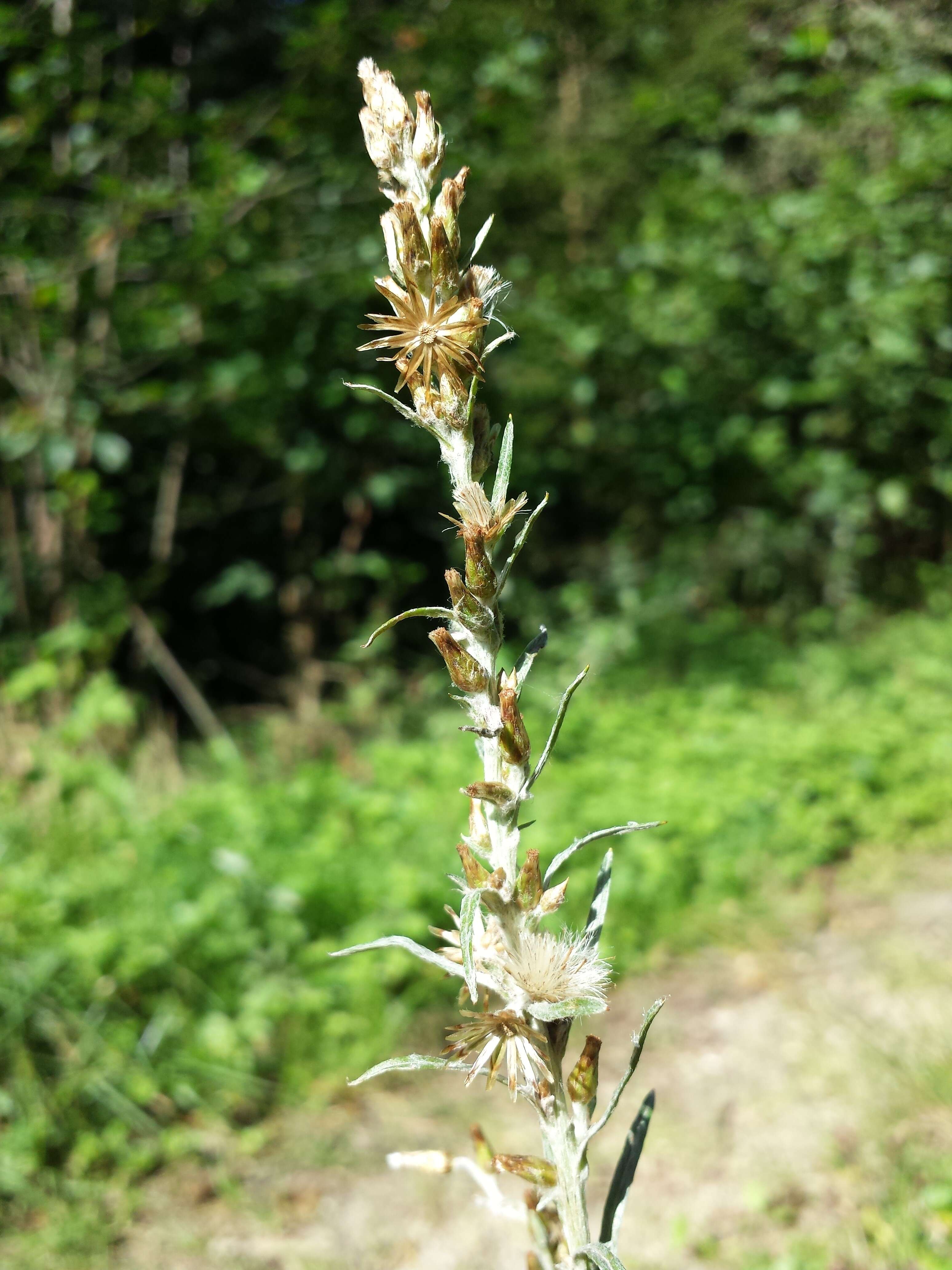 Image of heath cudweed