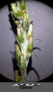 Image of heath cudweed