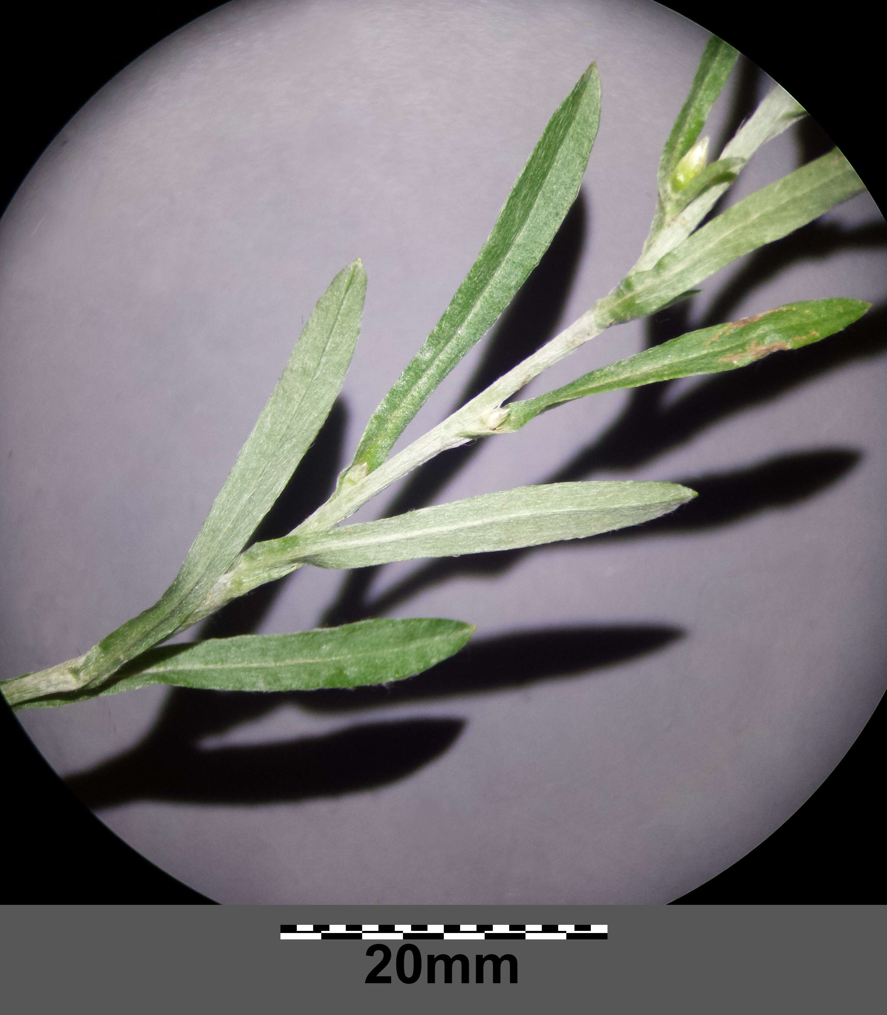 Image of heath cudweed