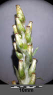 Image of heath cudweed