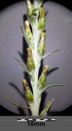 Image of heath cudweed