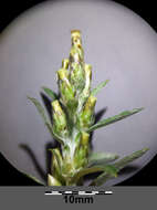 Image of heath cudweed