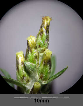 Image of heath cudweed