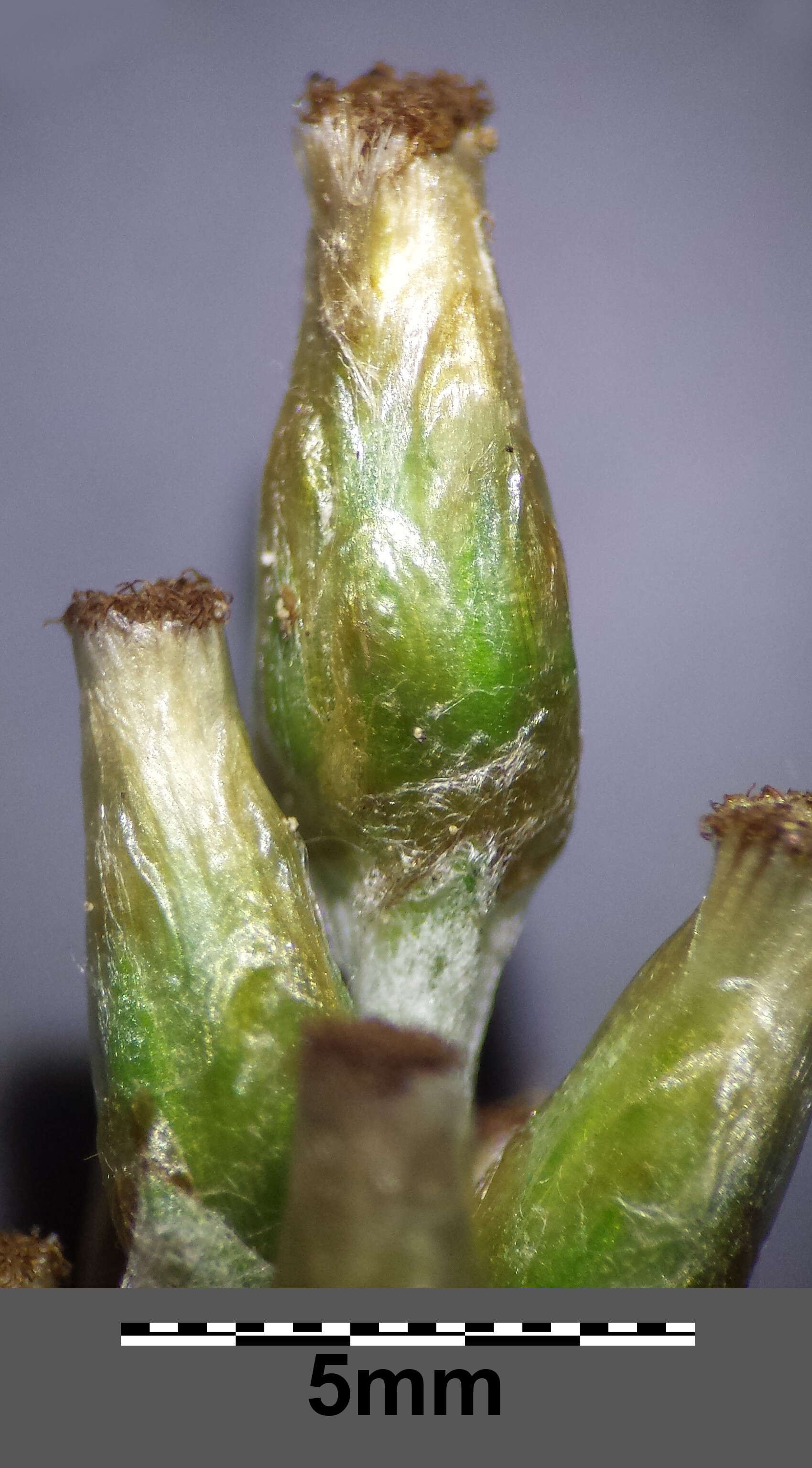 Image of heath cudweed