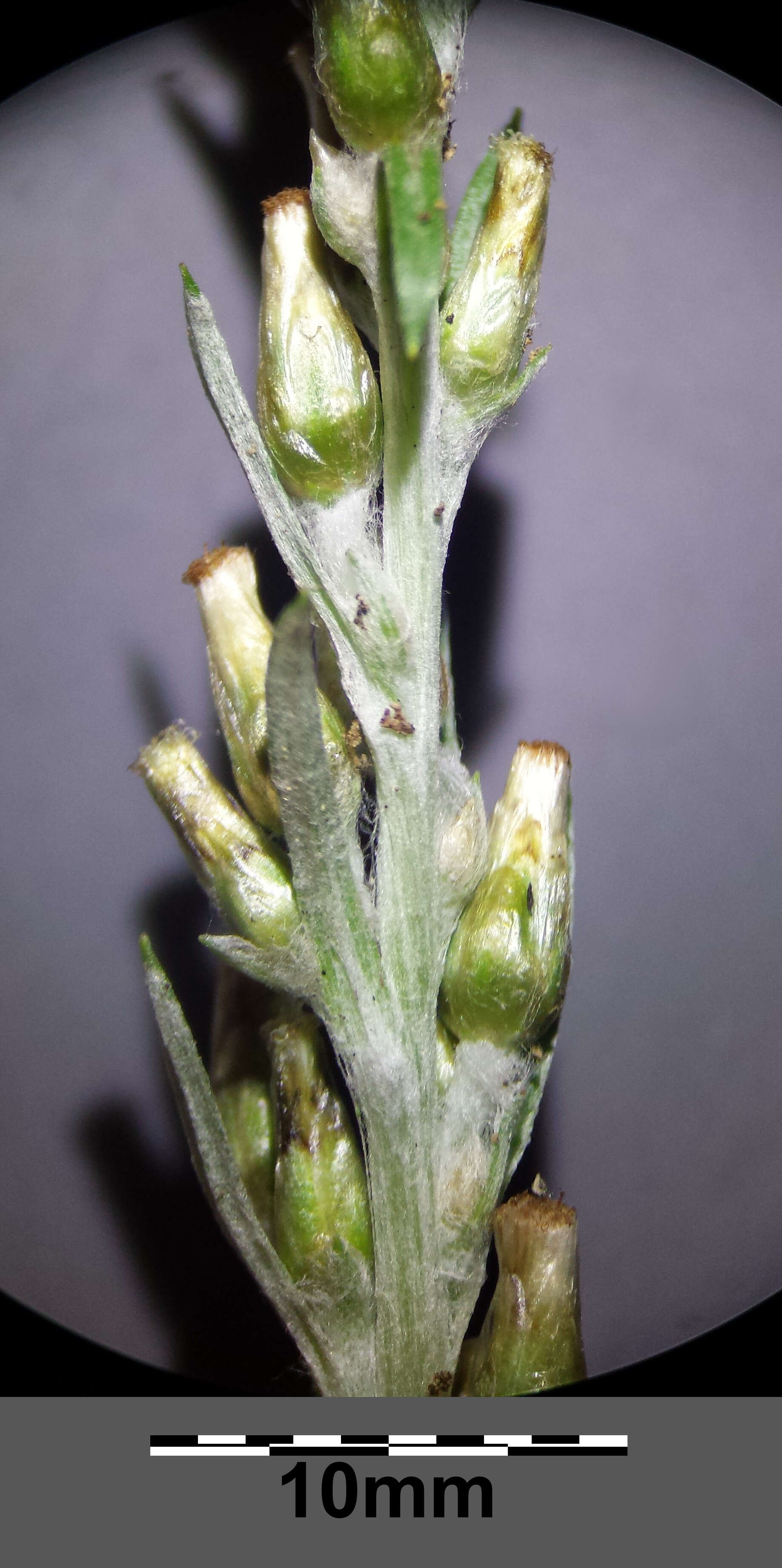 Image of heath cudweed