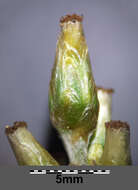 Image of heath cudweed