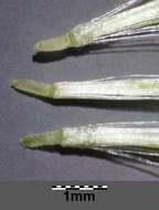 Image of heath cudweed