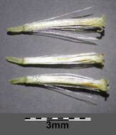 Image of heath cudweed