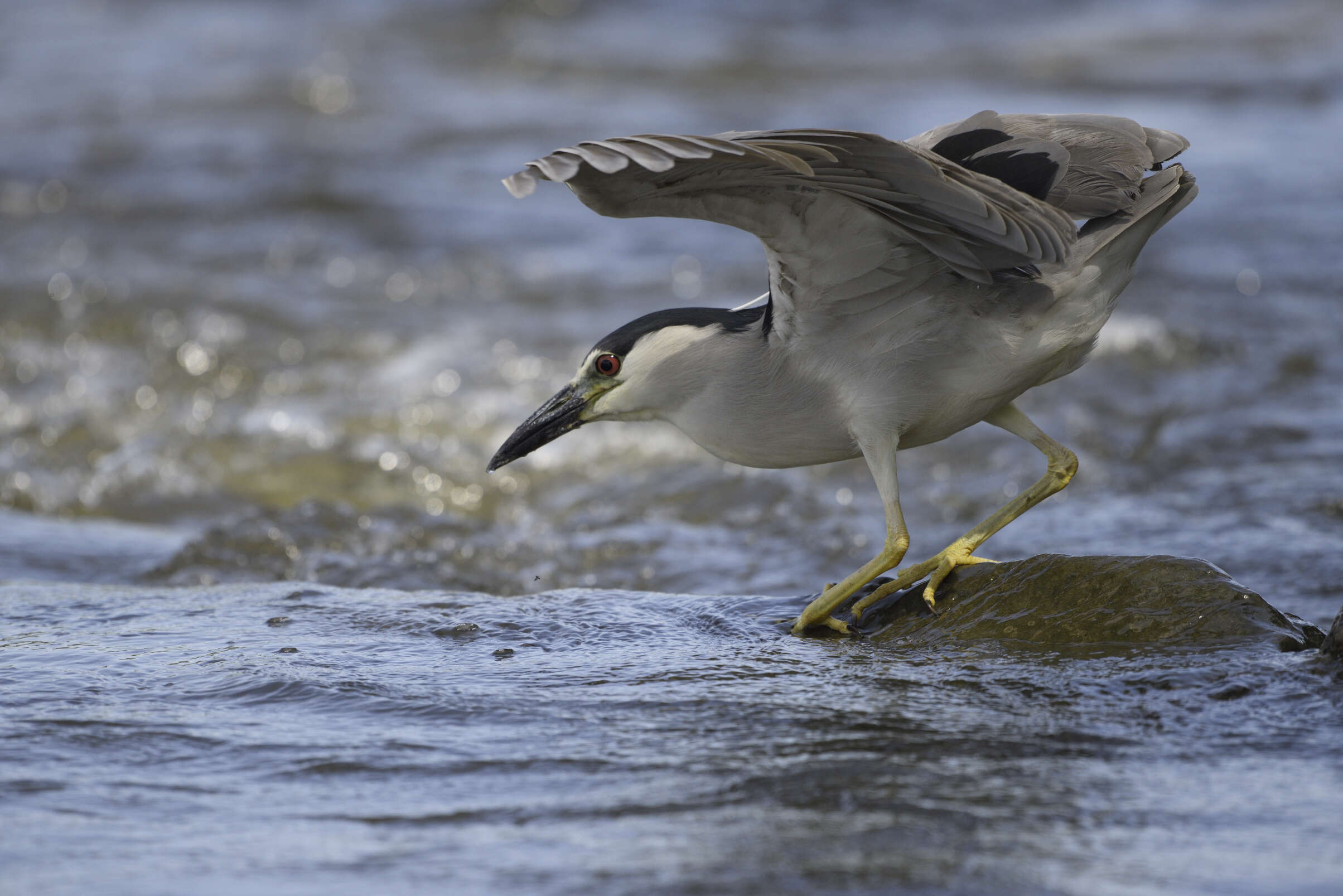 Image of Night Herons