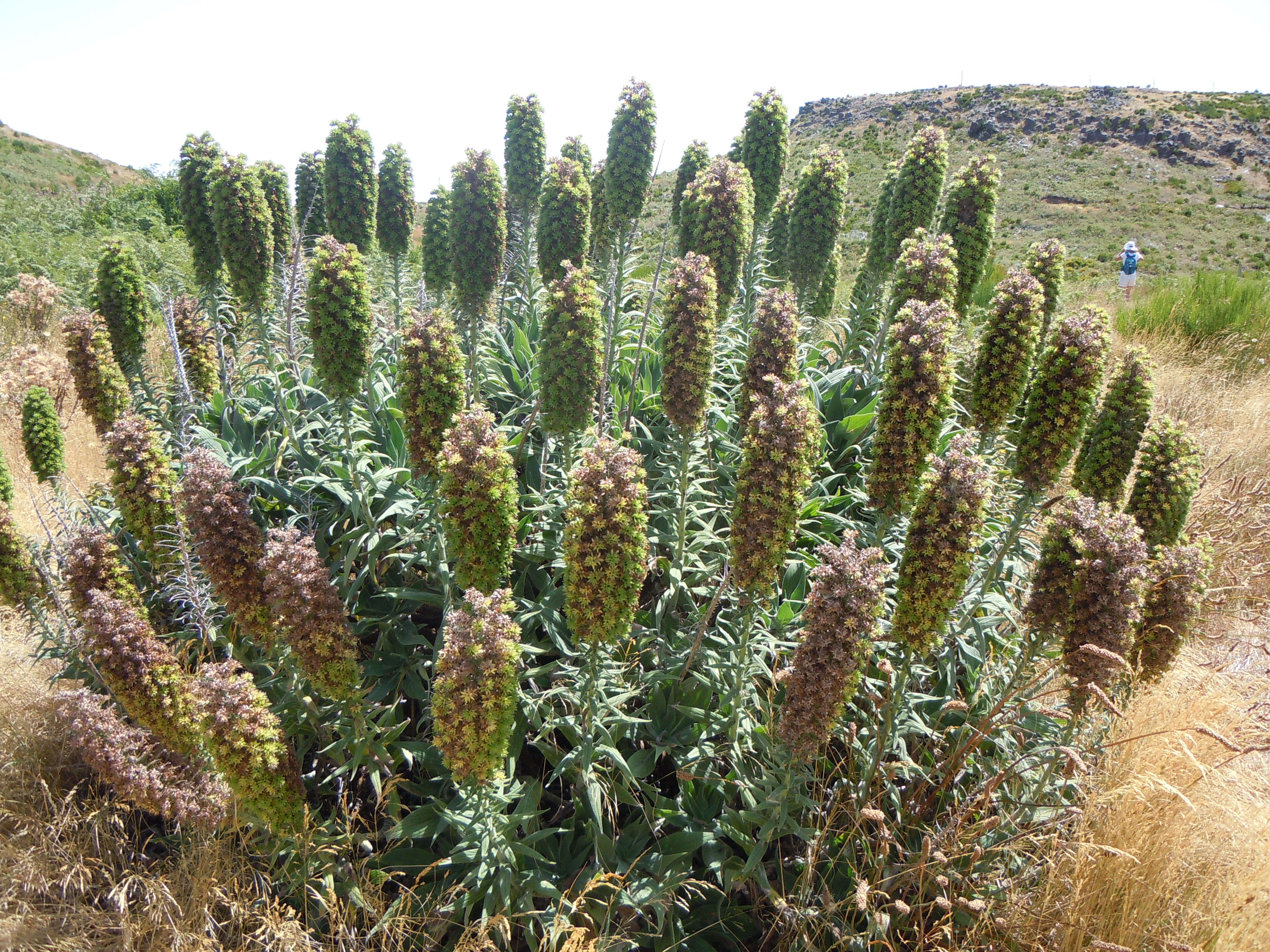 Imagem de Echium candicans L. fil.