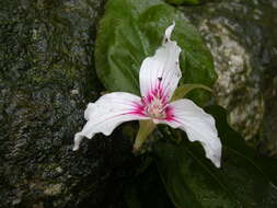 Image of painted trillium