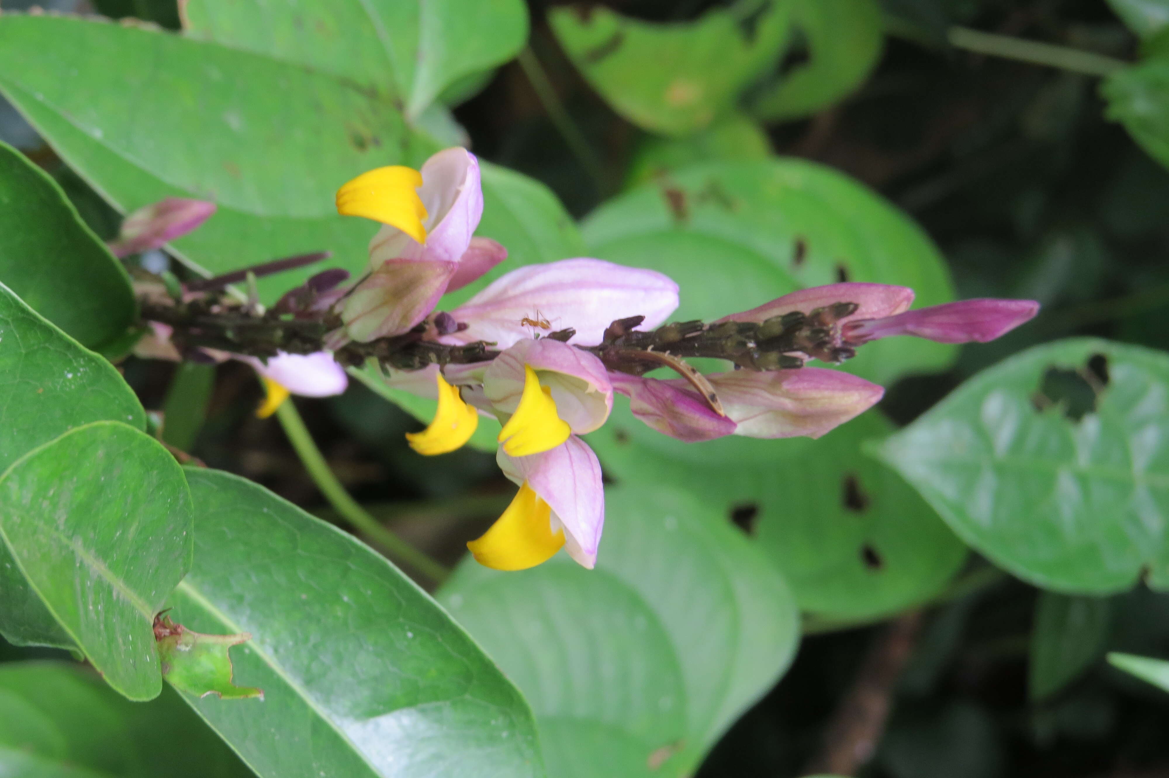 Gymnostachyum febrifugum Benth. resmi