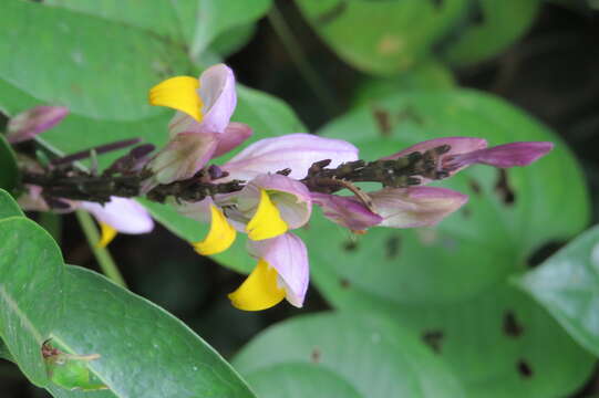 Gymnostachyum febrifugum Benth. resmi