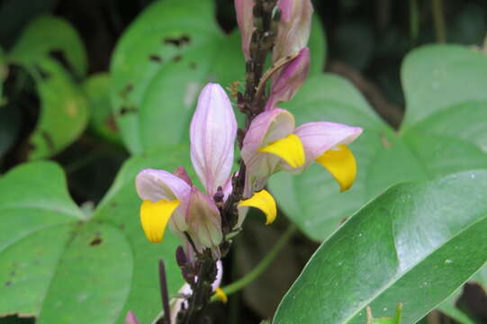 Gymnostachyum febrifugum Benth. resmi