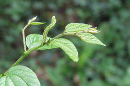 Image of Ziziphus oenopolia (L.) Mill.