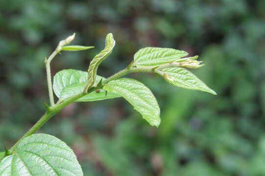 Imagem de Ziziphus oenopolia (L.) Mill.