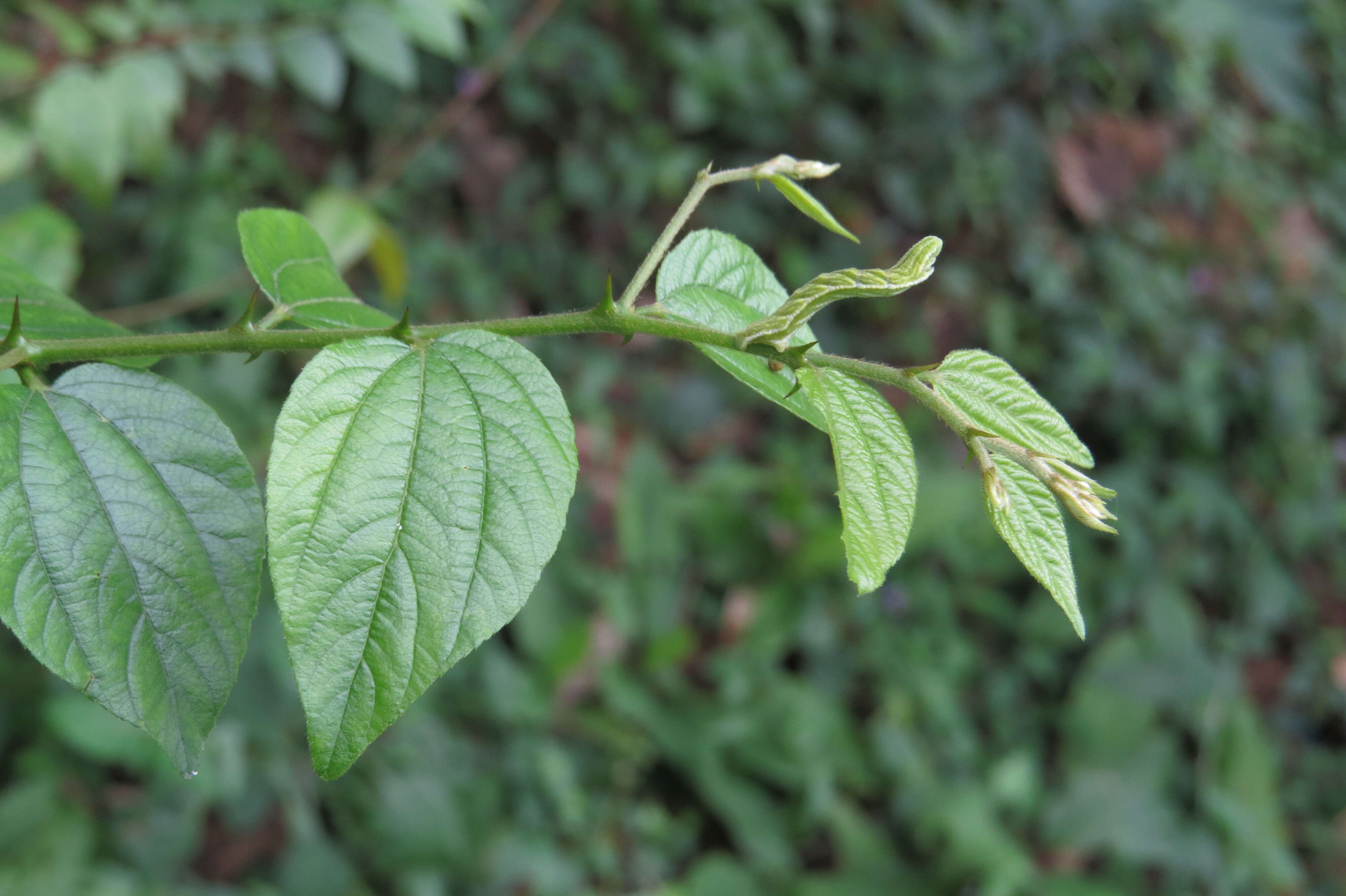 Image of Ziziphus oenopolia (L.) Mill.