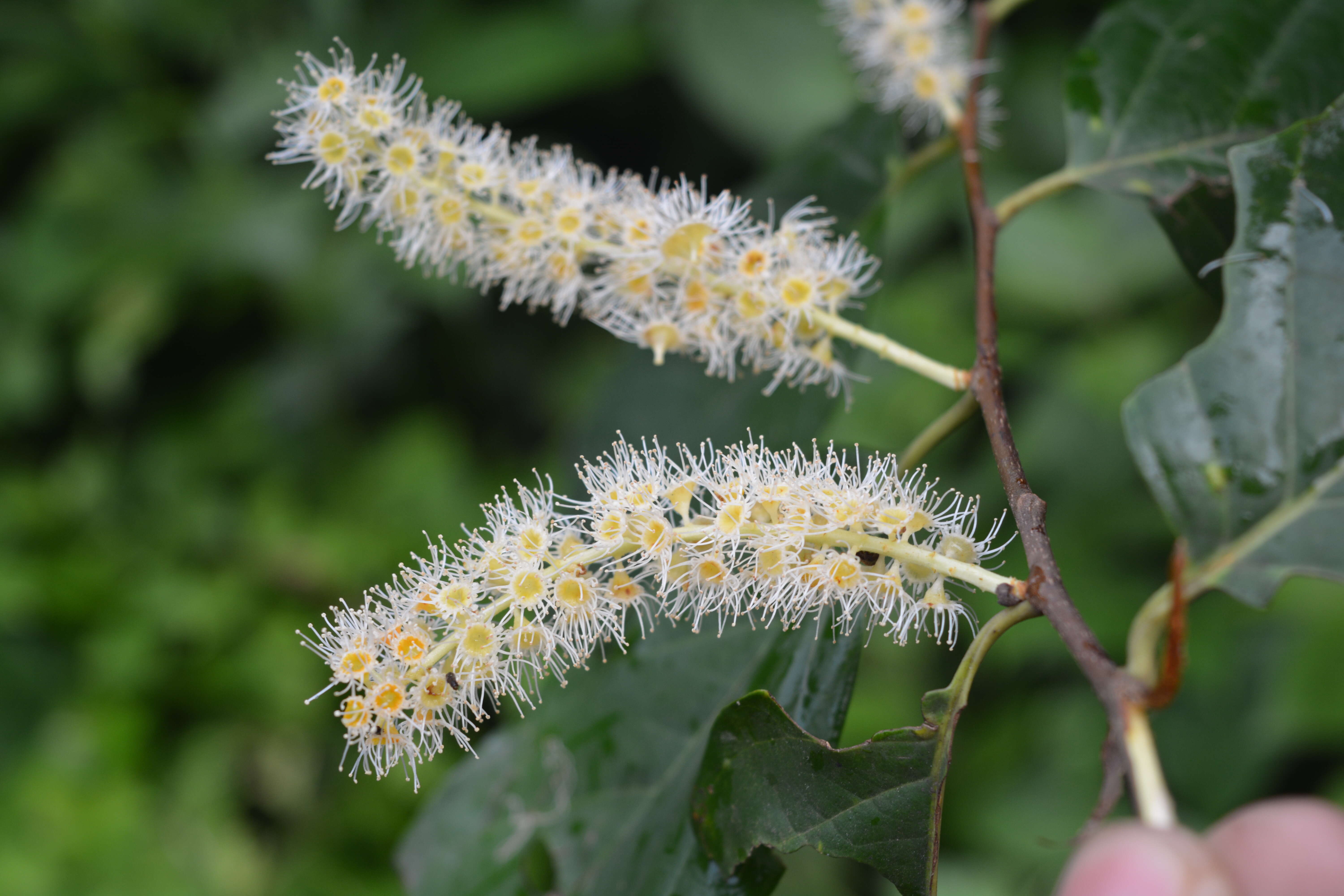 Image of Pygeum ceylanicum Gaertn.