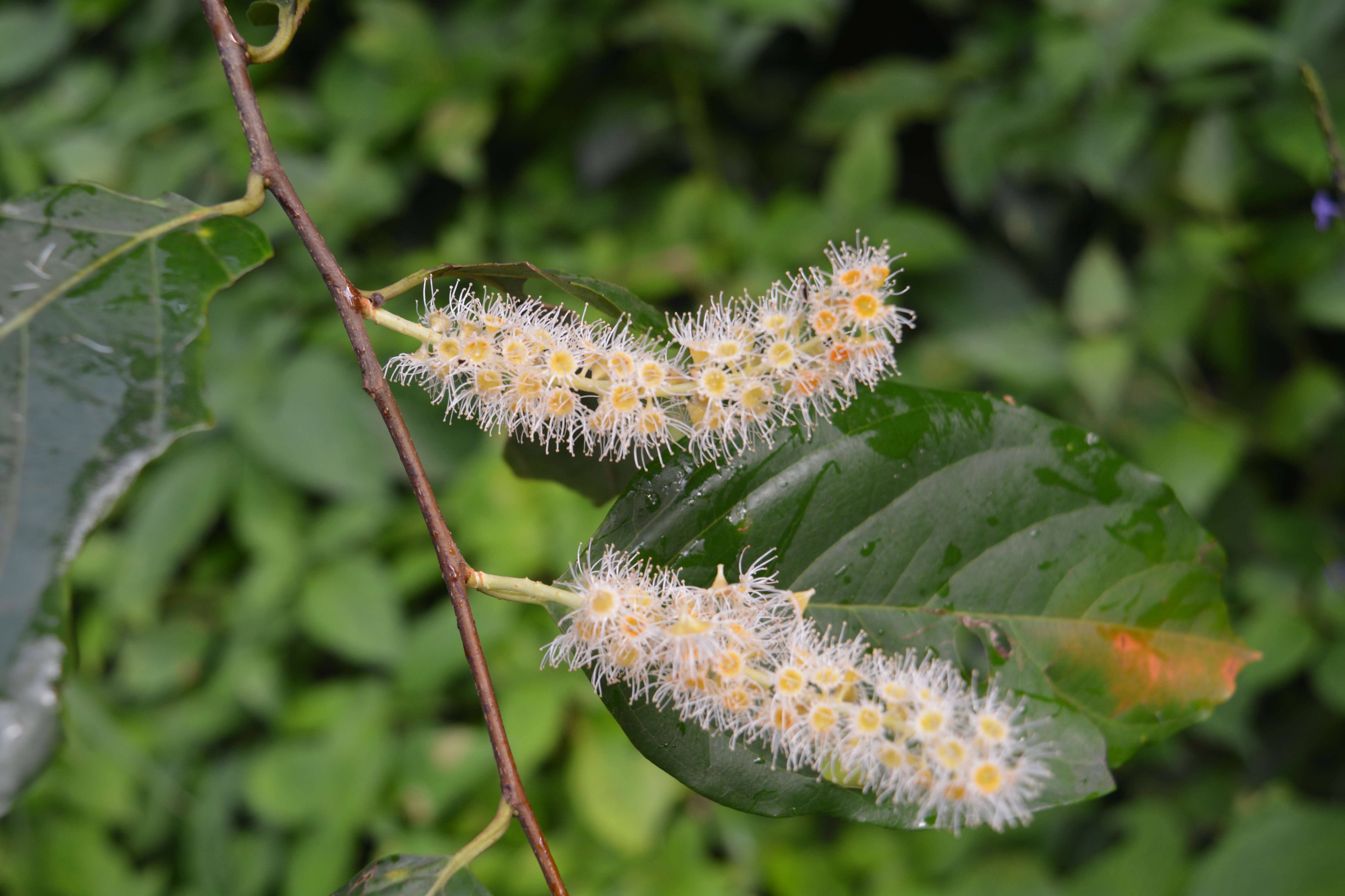 Image of Pygeum ceylanicum Gaertn.