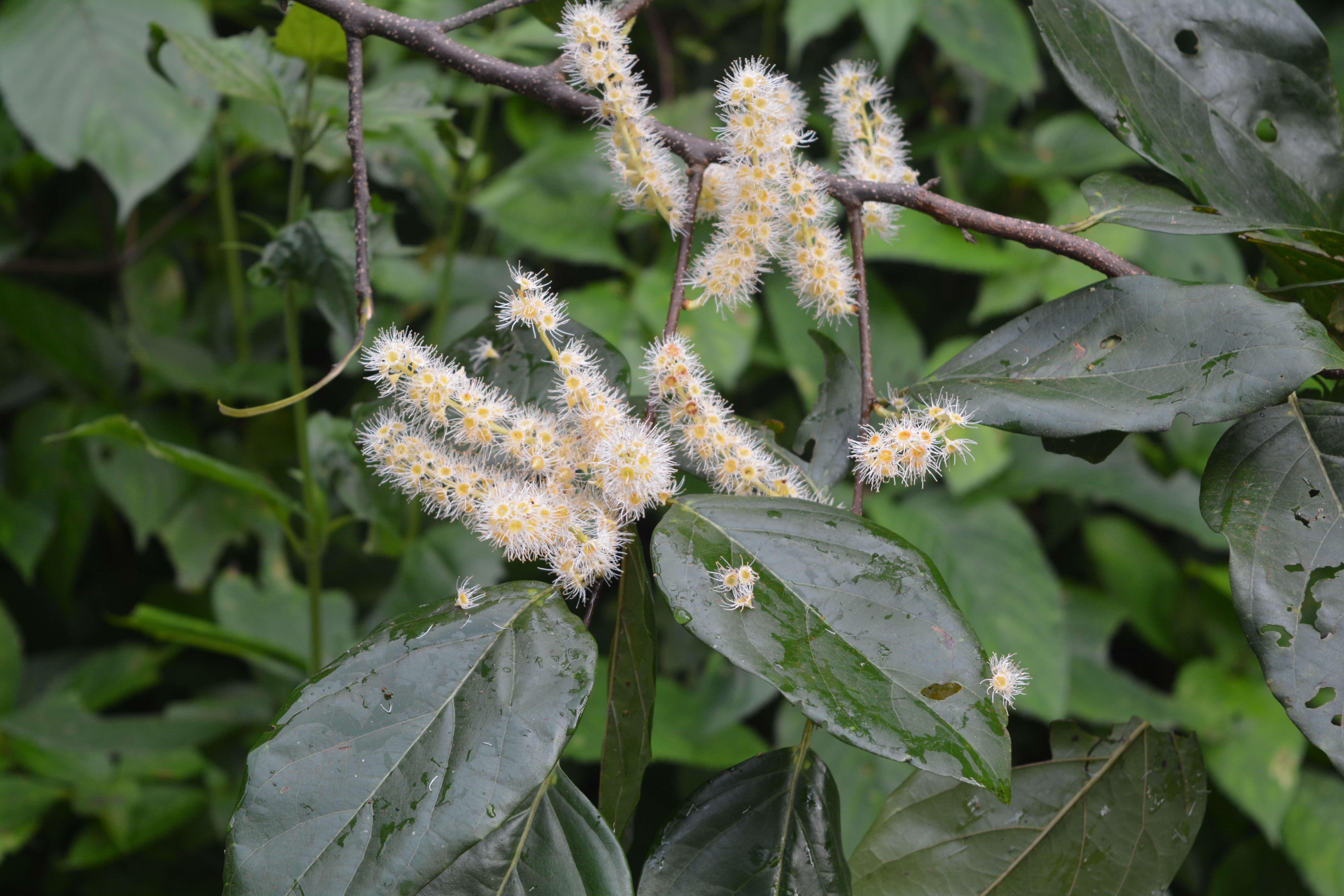 Image of Pygeum ceylanicum Gaertn.