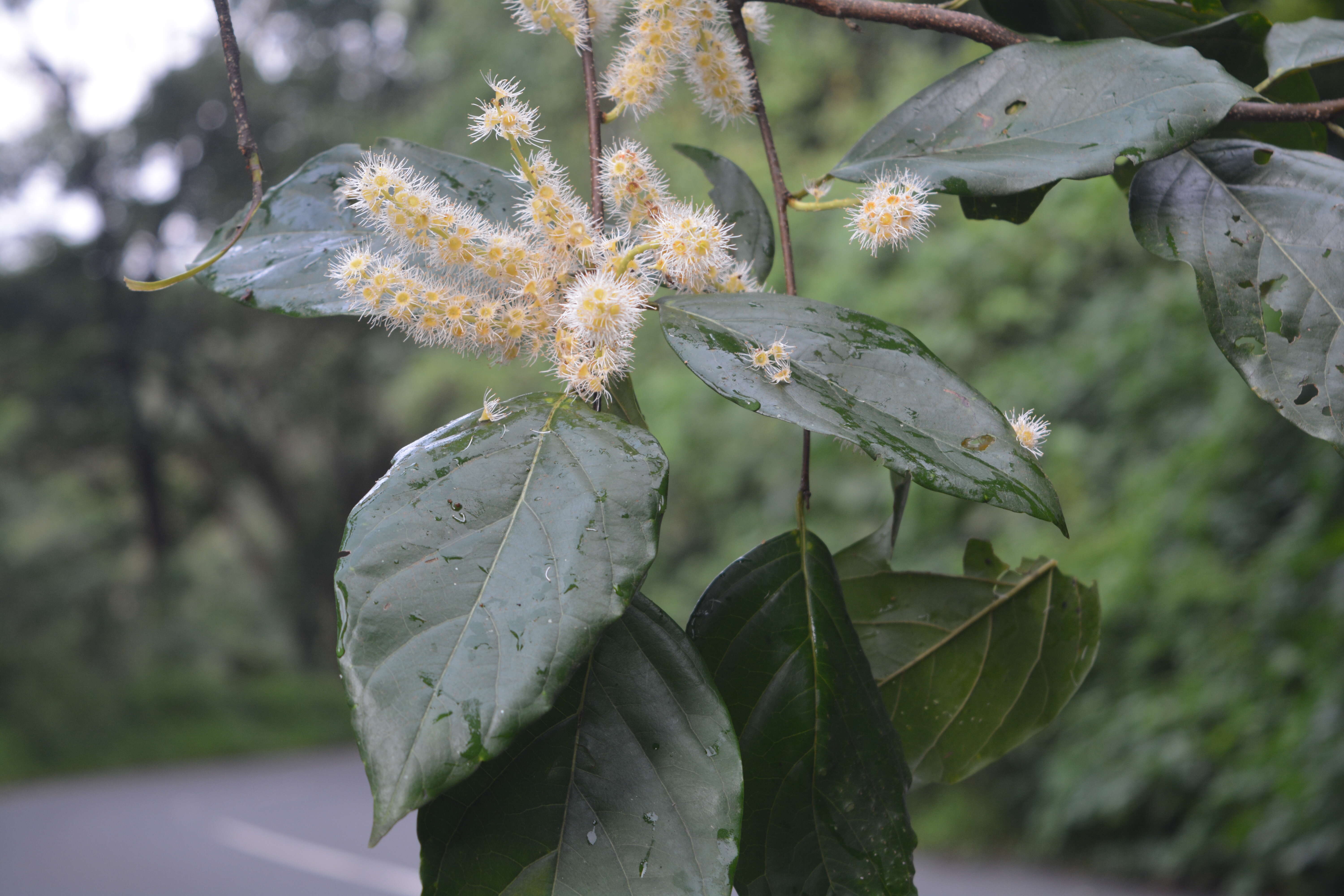 Image of Pygeum ceylanicum Gaertn.