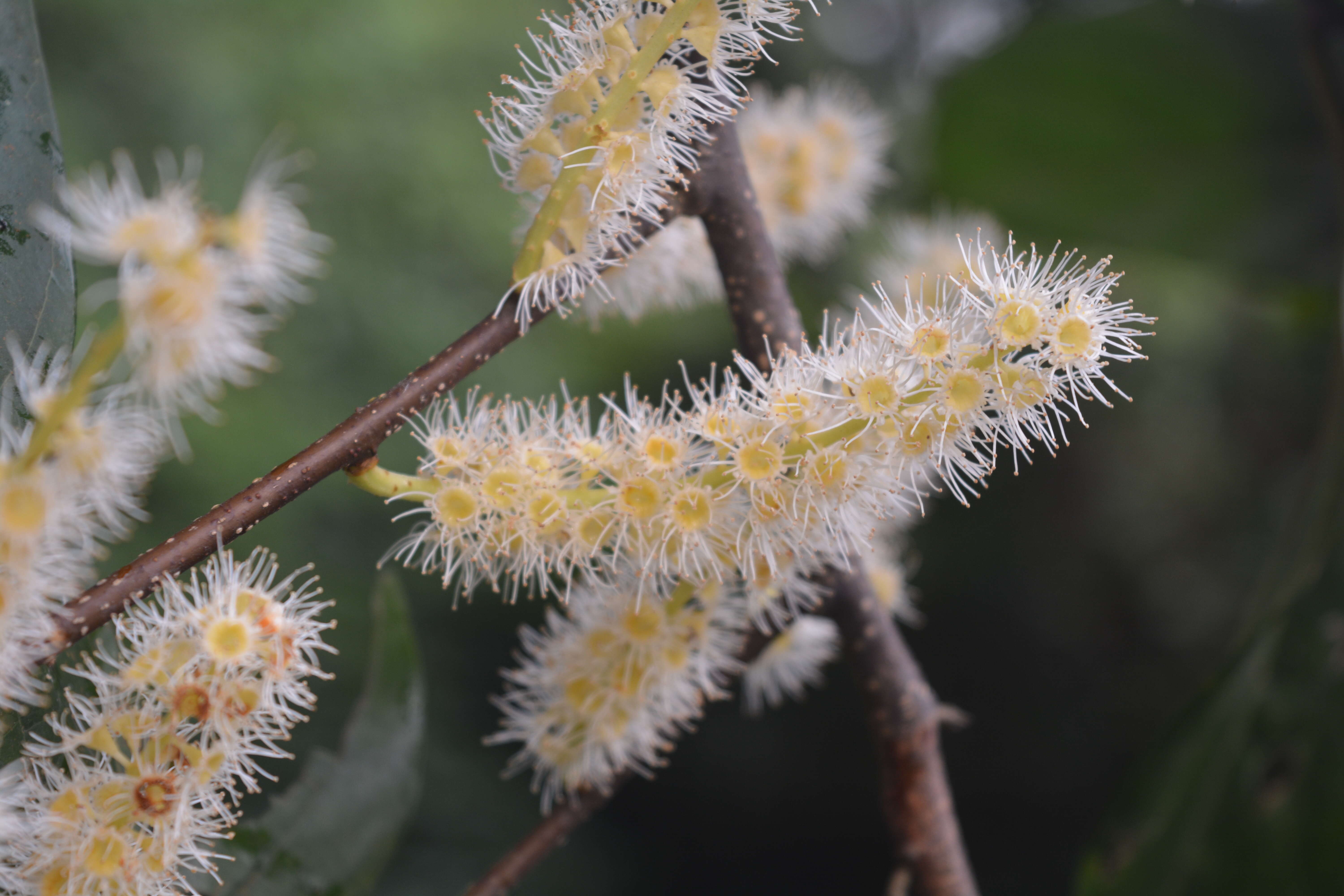 Image of Pygeum ceylanicum Gaertn.