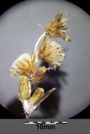 Image of heath cudweed