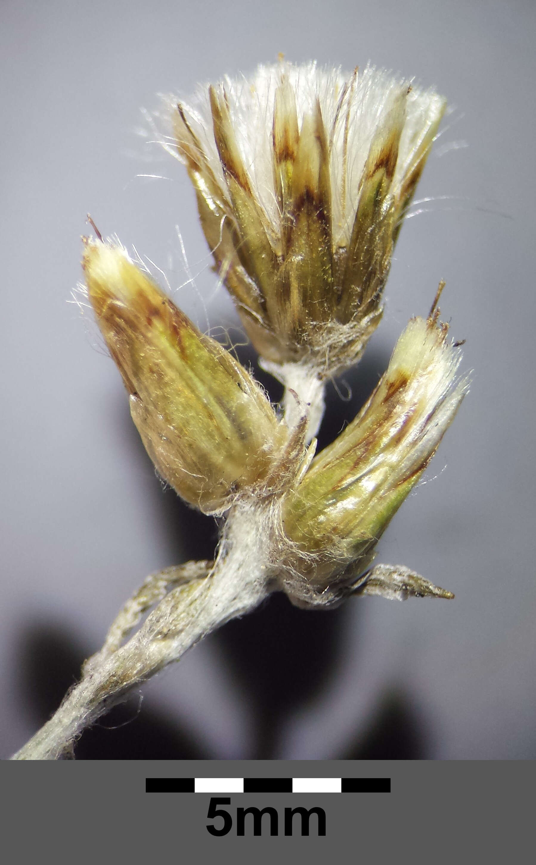 Image of heath cudweed