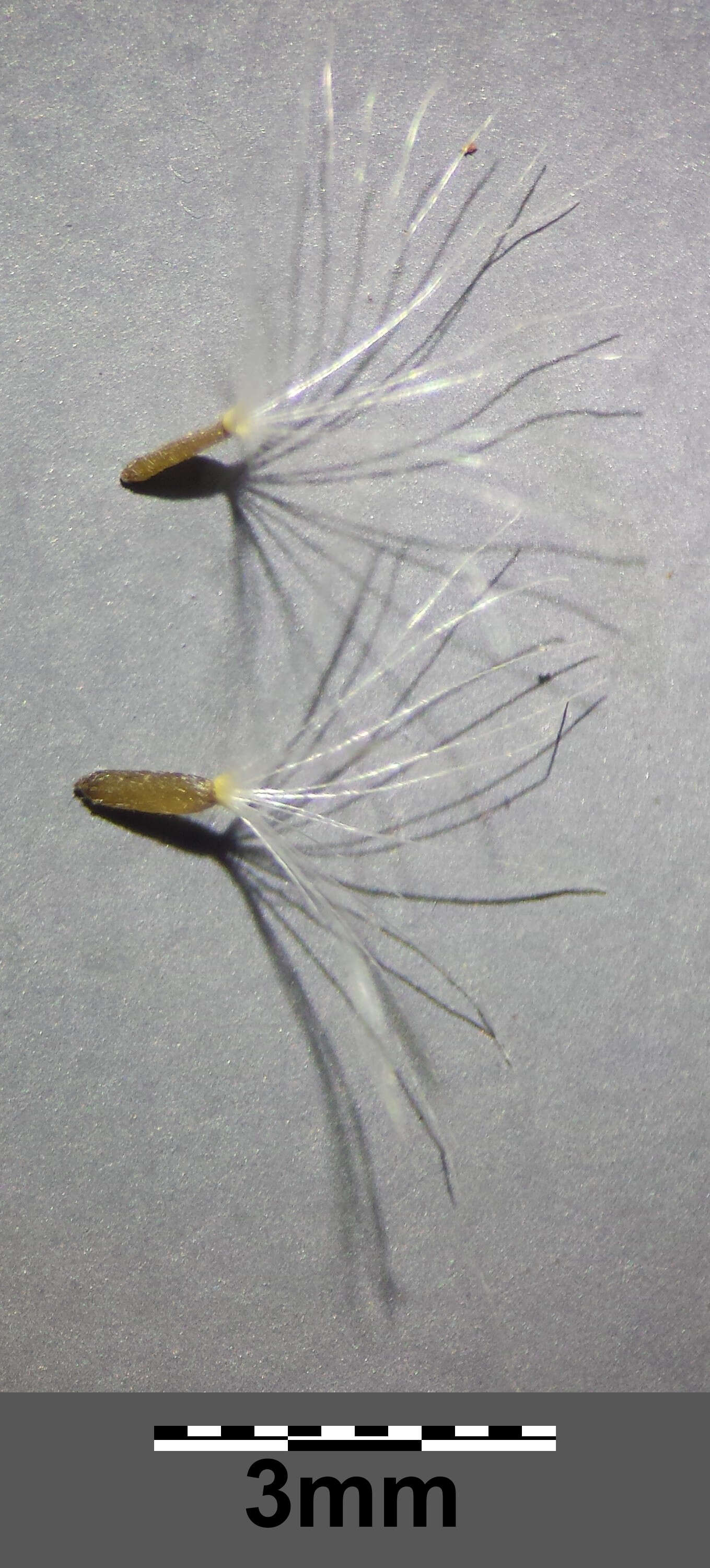 Image of heath cudweed