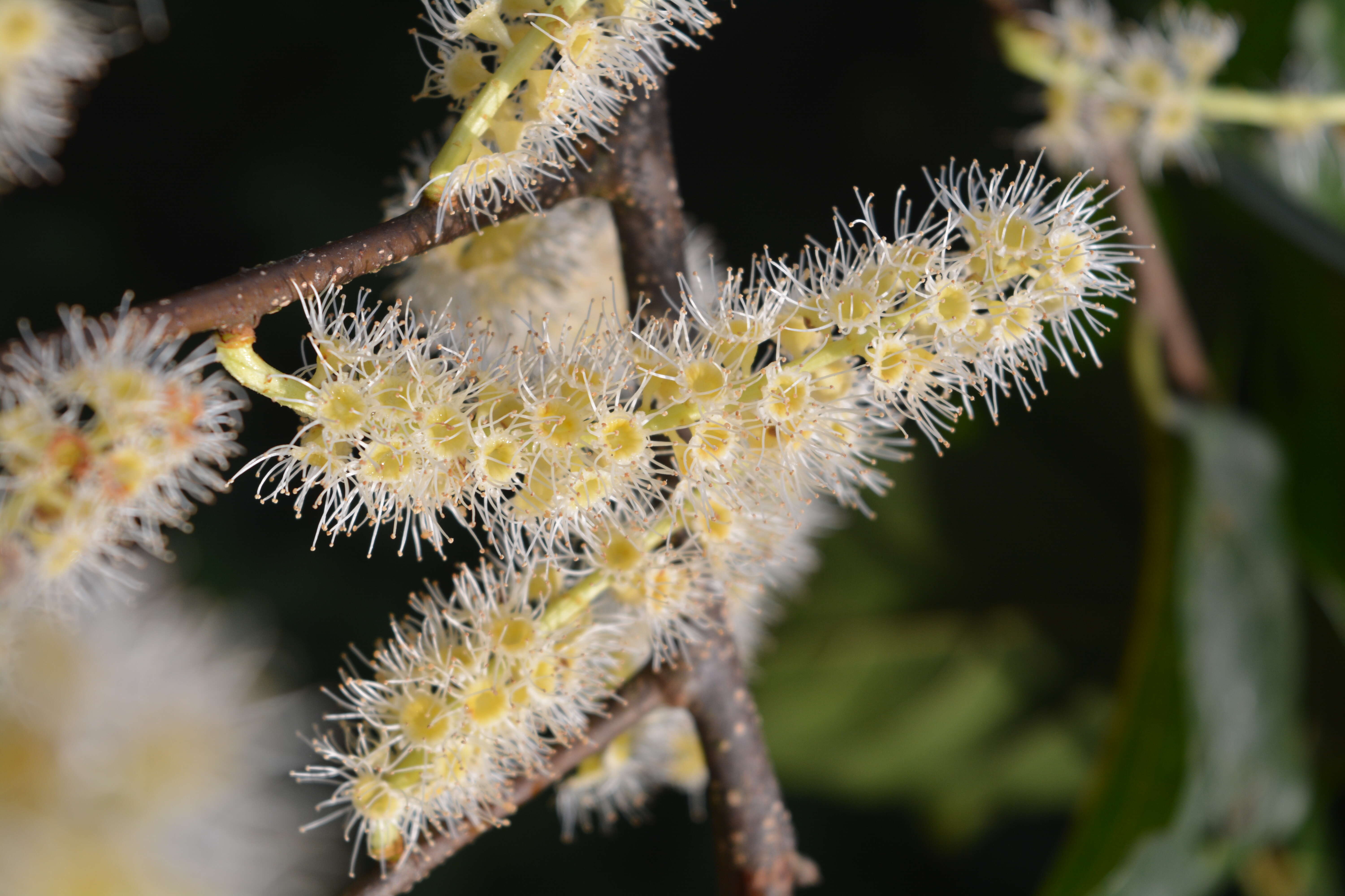 Image of Pygeum ceylanicum Gaertn.