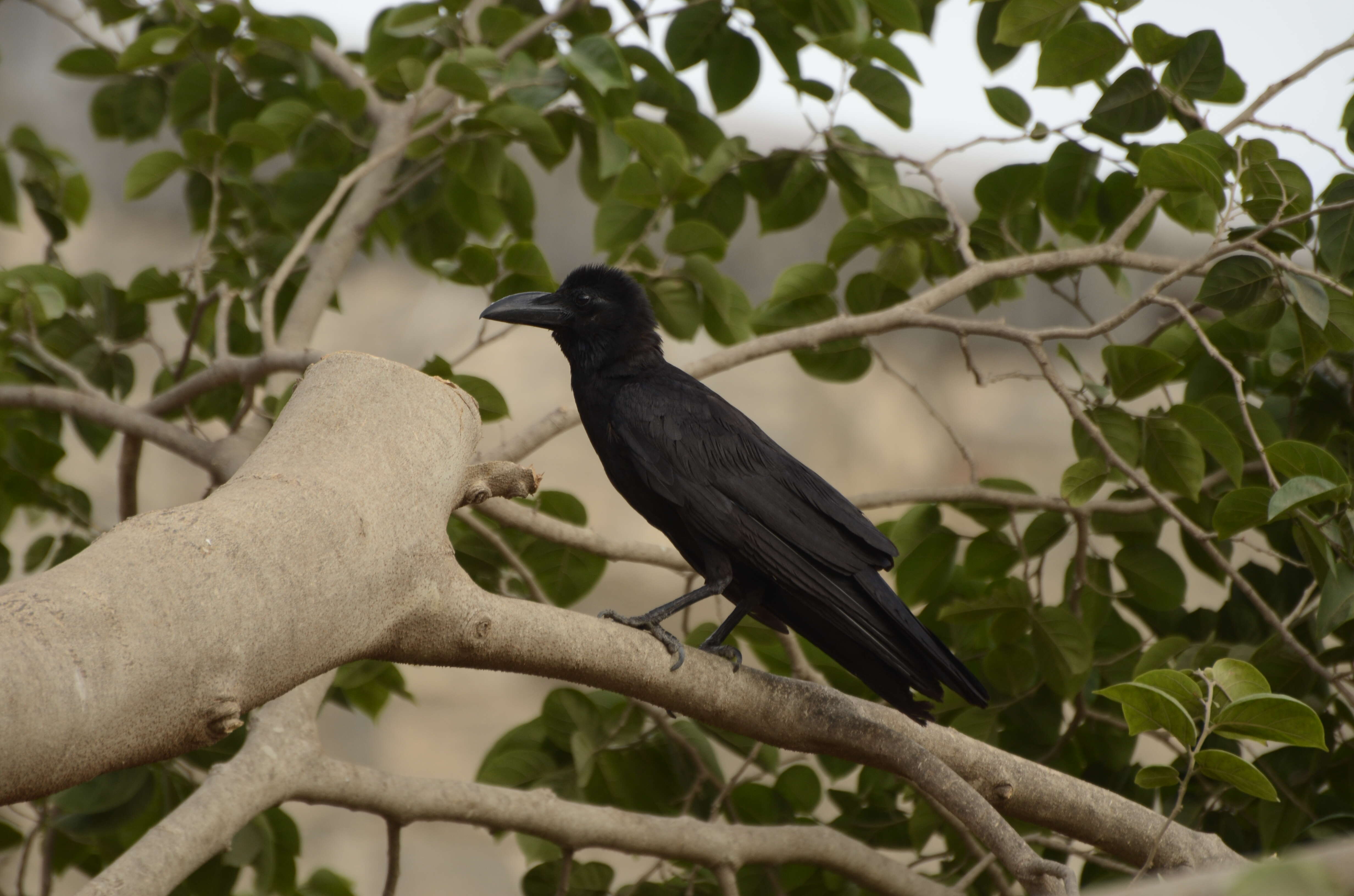 صورة Corvus culminatus Sykes 1832