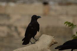 صورة Corvus culminatus Sykes 1832