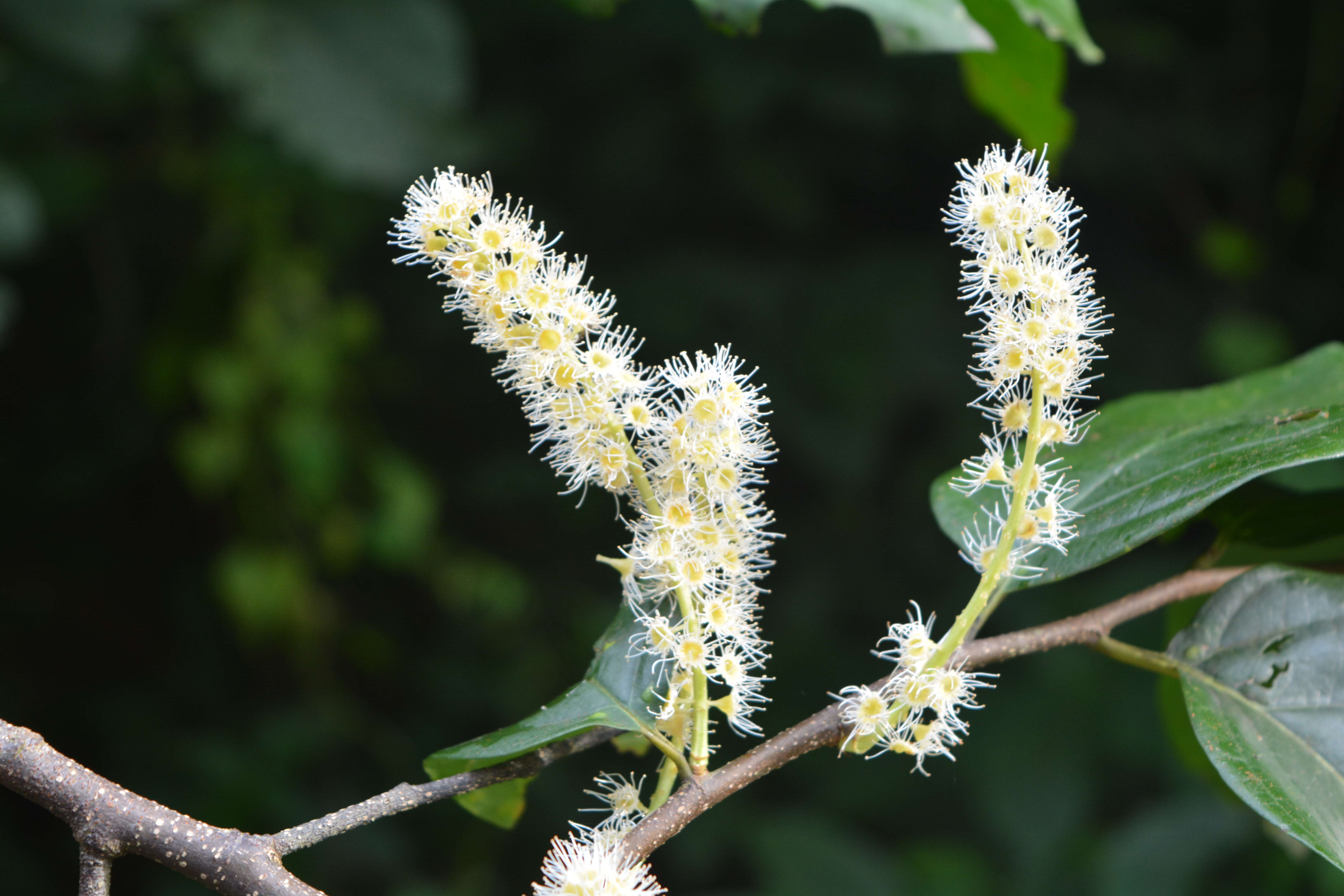 Image of Pygeum ceylanicum Gaertn.