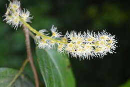 Image of Pygeum ceylanicum Gaertn.