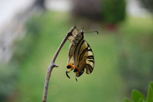 Image of Iphiclides