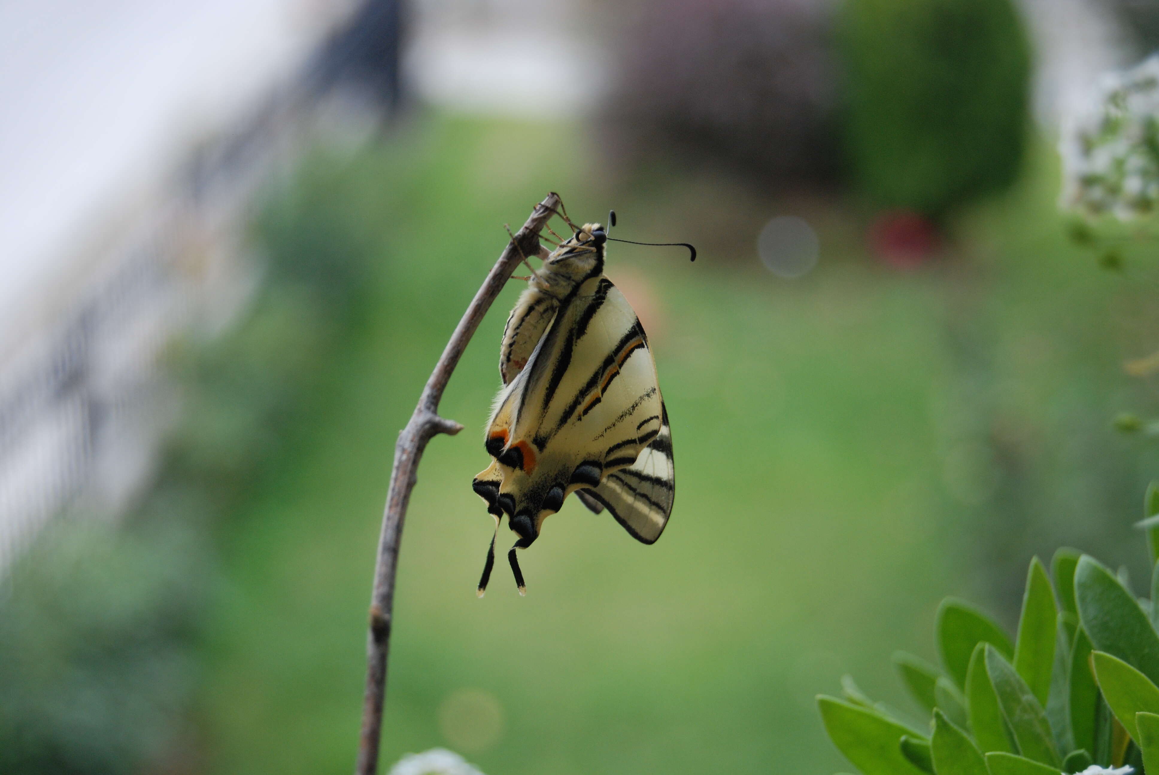 Imagem de Iphiclides