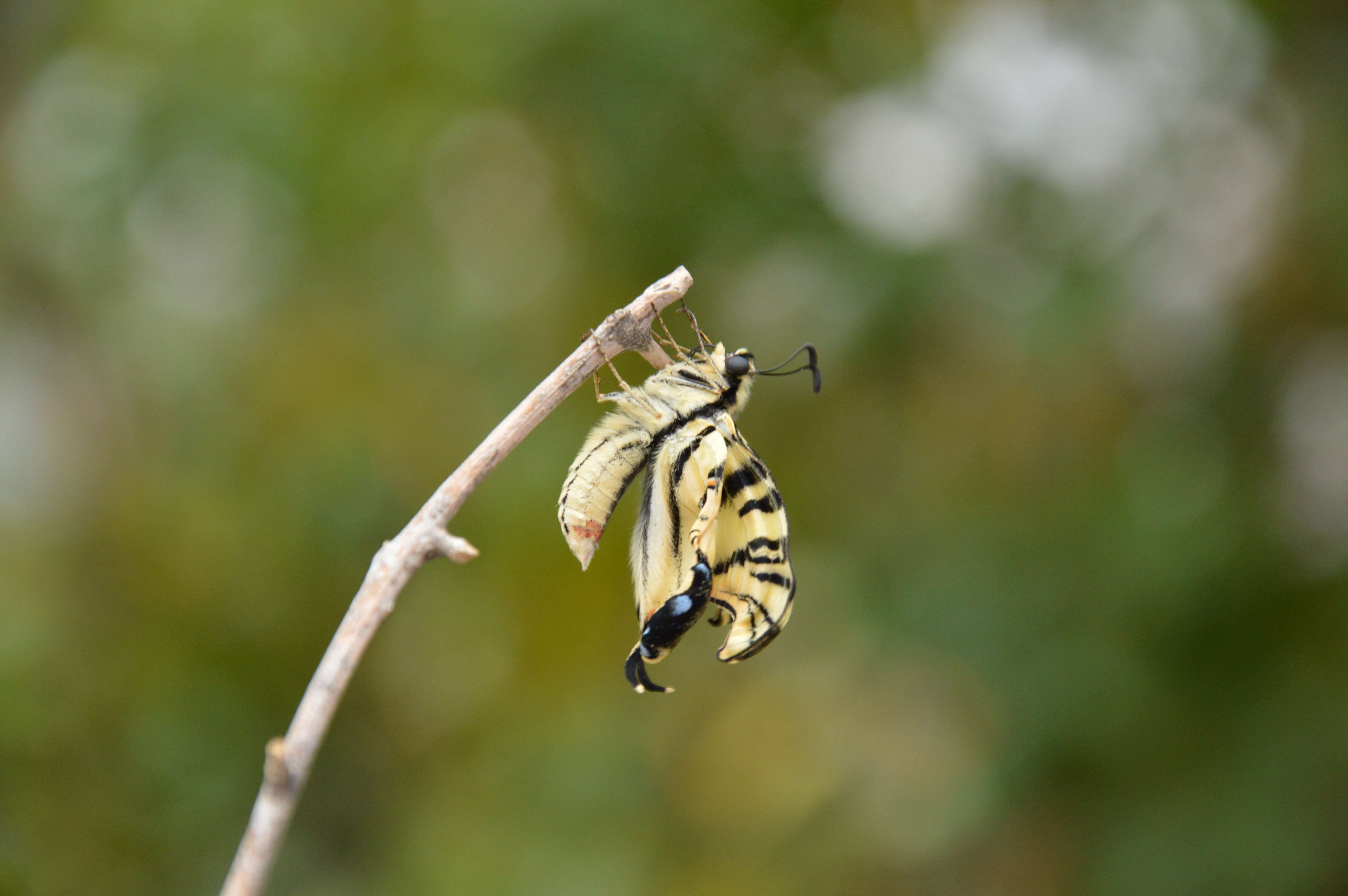 Imagem de Iphiclides