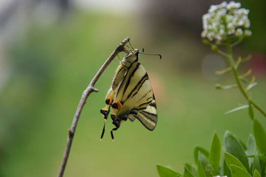 Image of Iphiclides