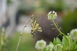 Imagem de Iphiclides