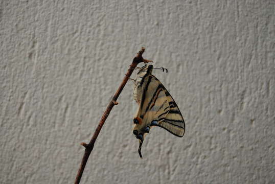 Image of Iphiclides