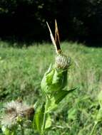 Image of Cabbage Thistle